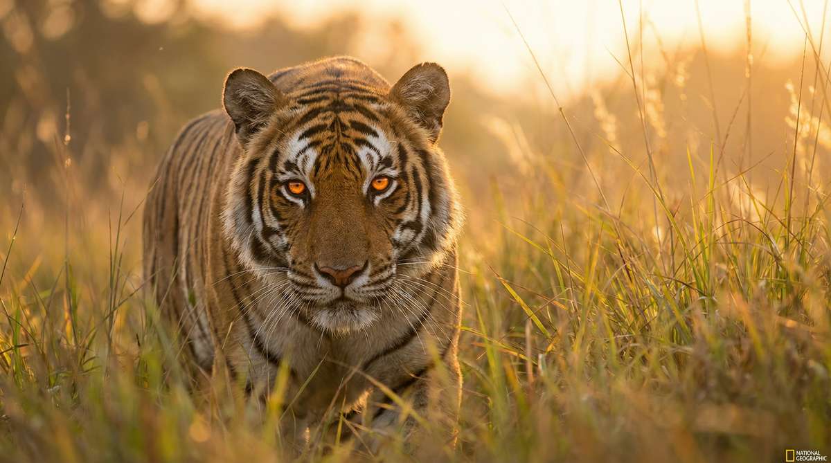 茄子视频今日推荐老虎视频